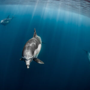 Dauphin commun nageant de face vers l’objectif, Stilbaai, Cap-Occidental, Afrique du Sud