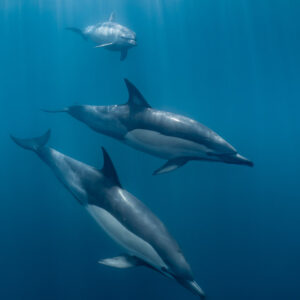 Trois dauphins communs descendant dans les rayons de soleil, format vertical, Stilbaai, Cap-Occidental, Afrique du Sud
