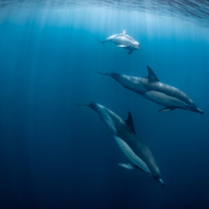 Trois dauphins communs descendant à travers les faisceaux de lumière, Stilbaai, Cap-Occidental, Afrique du Sud