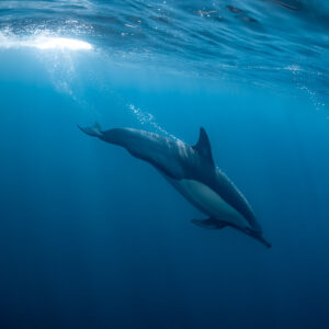 Dauphin commun solitaire plongeant sous la surface bouillonnante, Stilbaai, Cap-Occidental, Afrique du Sud