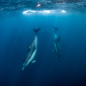 Deux dauphins communs plongeant tête en bas côte à côte, format vertical, Stilbaai, Cap-Occidental, Afrique du Sud