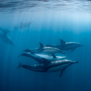 Groupe de dauphins communs nageant serrés dans les rayons de soleil, Stilbaai, Cap-Occidental, Afrique du Sud