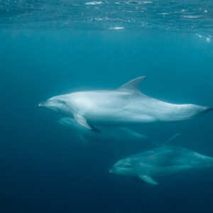 Trois grands dauphins nageant dans une eau bleu-vert, Stilbaai, Cap-Occidental, Afrique du Sud