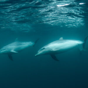 Deux grands dauphins nageant côte à côte sous la surface ridée, Stilbaai, Cap-Occidental, Afrique du Sud