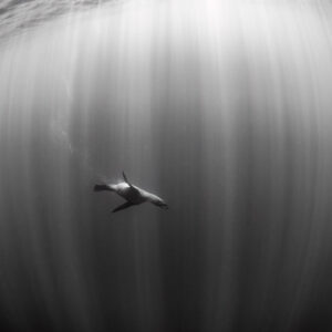 Black and white Cape fur seal alone in sun rays in open water, Stilbaai, Western Cape, South Africa
