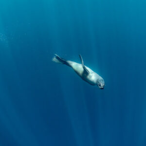 Cape fur seal descending in open blue water, Stilbaai, Western Cape, South Africa