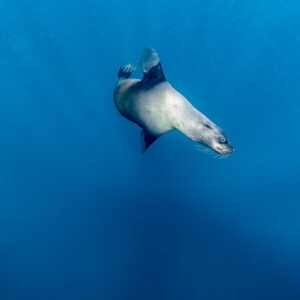 Cape fur seal turning in blue water, looking down, Stilbaai, Western Cape, South Africa