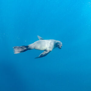 Otarie à fourrure du Cap nageant à l’horizontale dans le bleu, de profil, Stilbaai, Cap-Occidental, Afrique du Sud