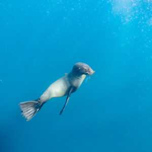 Cape fur seal swimming toward camera, tilting upward in blue water, Stilbaai, Western Cape, South Africa