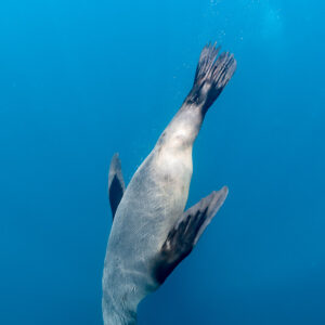 Cape fur seal diving head-down in blue water, vertical view, Stilbaai, Western Cape, South Africa