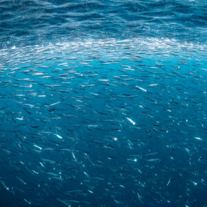 Banc dense d’anchois tourbillonnant juste sous la surface, Stilbaai, Cap-Occidental, Afrique du Sud
