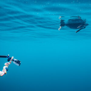 GoPro pole with rope toy reaching toward petrel at surface, Stilbaai, Western Cape, South Africa