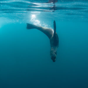 Cape fur seal diving head-down from surface trailing bubbles, Stilbaai, Western Cape, South Africa