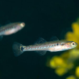 Two two-spotted gobies hovering in open water beside golden seaweed, Le Croisic, Brittany, France