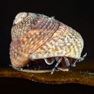 Grey topshell snail crawling on a kelp blade, tentacles extended, Le Croisic, Brittany, France