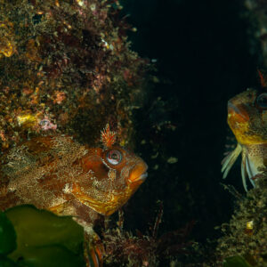 Two tompot blennies peering out from algae-covered rock crevices, Le Croisic, Brittany, France