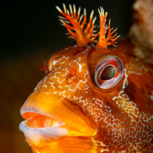 Tompot blenny close-up portrait with branched head tentacles and big eye, Le Croisic, Brittany, France