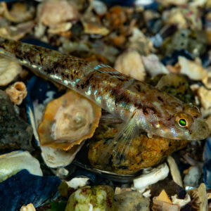 Painted goby resting on a gravel and broken shell seabed, Le Croisic, Brittany, France
