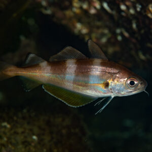 Juvenile pout with vertical bands sheltering under a dark rock overhang, Le Croisic, Brittany, France