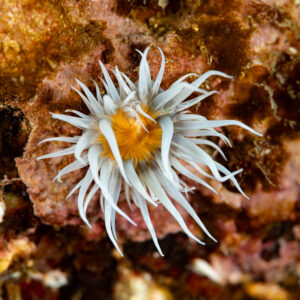 Anémone marguerite aux tentacules blancs et disque orange sur roche encroûtée, Le Croisic, Bretagne, France