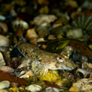 Female common dragonet camouflaged on shell gravel, side view, Le Croisic, Brittany, France