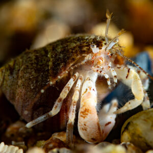 Bernard-l’ermite aux pattes pâles annelées sortant de sa coquille sur le gravier, Le Croisic, Bretagne, France