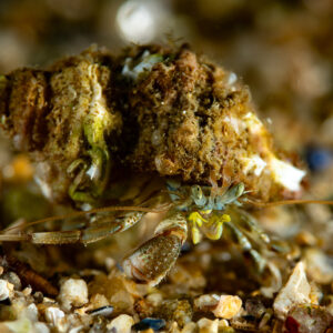 Small hermit crab in an algae-covered shell crawling over fine gravel, Le Croisic, Brittany, France