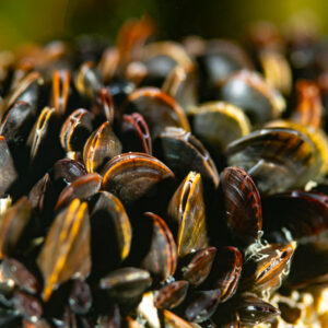 Amas serré de moules communes, Le Croisic, Bretagne, France
