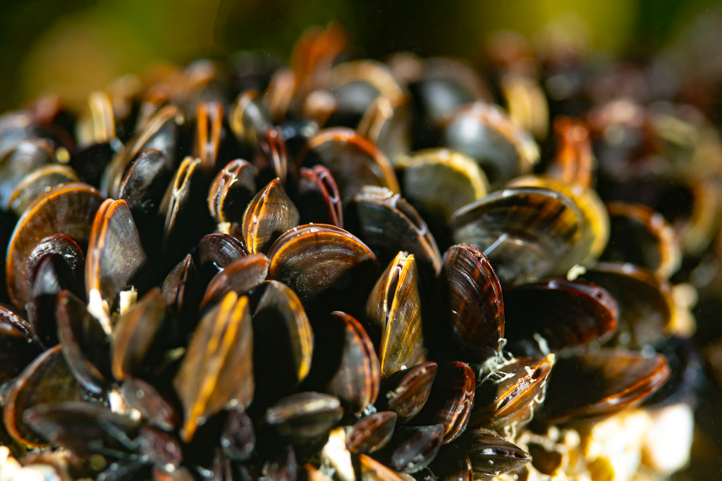 Amas serré de moules communes, Le Croisic, Bretagne, France