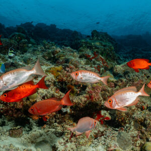 Group of lunar-tailed bigeyes, red and pale phases, over a coral reef, Maldives