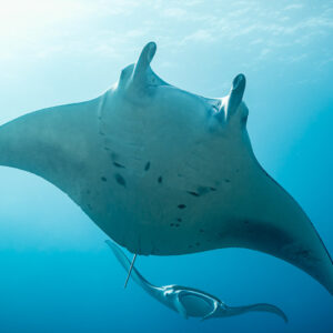 Manta ray seen from below with a second manta gliding beneath, Maldives