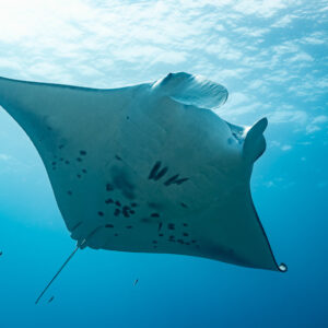 Manta ray belly view under the rippled sunlit surface, Maldives