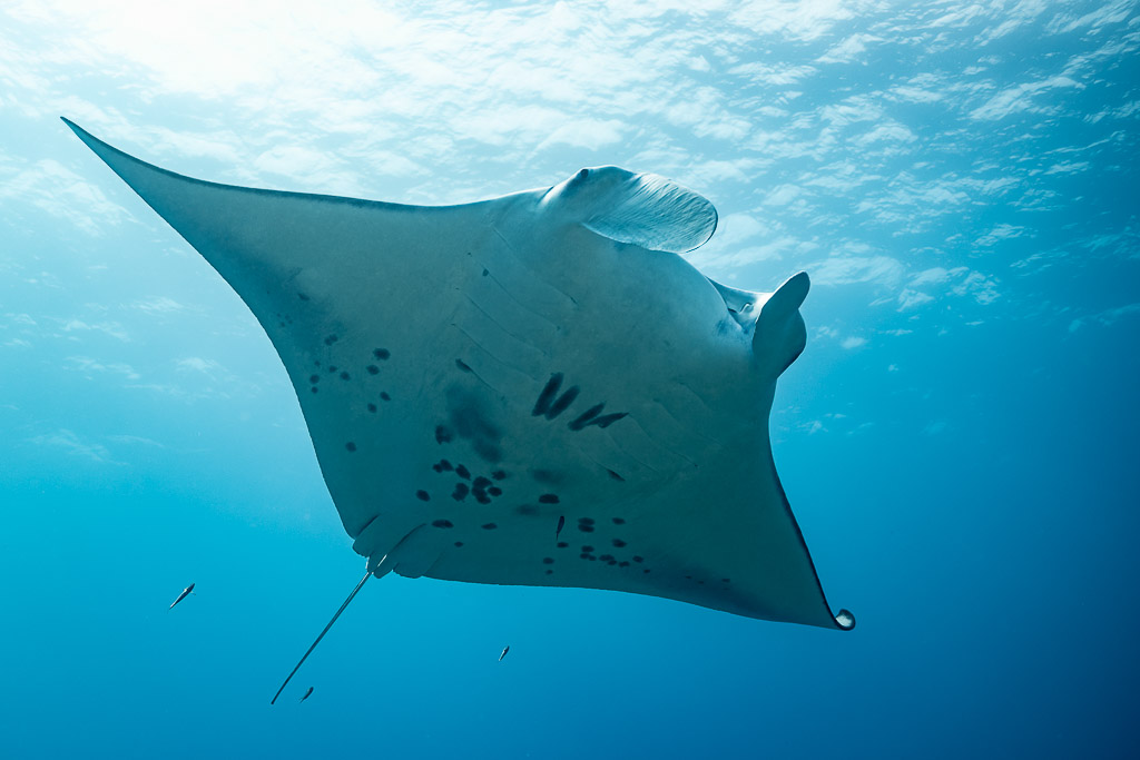 Raie manta vue par le ventre sous la surface ondulée et ensoleillée, Maldives