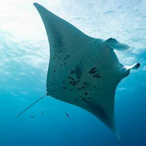 Manta ray banking upward beneath the surface, spotted belly visible, Maldives