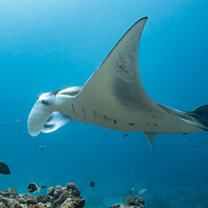Manta ray in side view with unrolled cephalic fins over the reef, Maldives