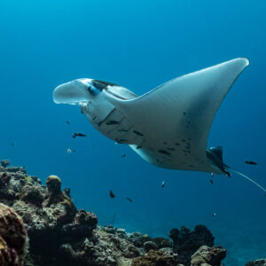 Manta ray banking above a coral outcrop at a cleaning station, Maldives