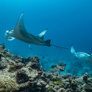 Two manta rays in line over the reef, one showing its belly, Maldives