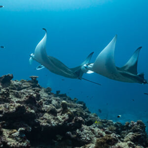 Two manta rays gliding in tandem close above the coral reef, Maldives