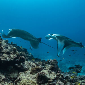 Two manta rays following each other along a reef ridge, wide view, Maldives