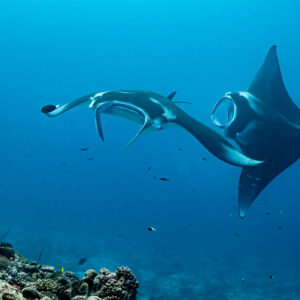 Manta ray facing the camera with mouth wide open beside another banking, Maldives
