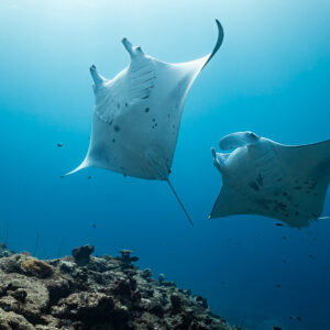 Two manta rays overhead showing white bellies, seen from below, Maldives