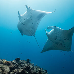 Pair of manta rays staggered one above the other in blue water, Maldives