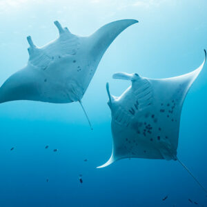 Two backlit manta rays crossing paths below the surface, Maldives