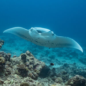 Manta ray gliding low over a sandy reef plateau, front view, Maldives