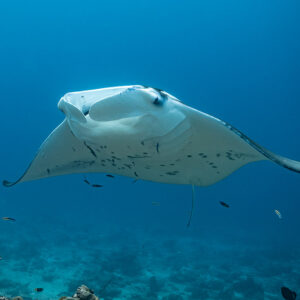 Manta ray approaching head-on with wings outstretched over the reef, Maldives
