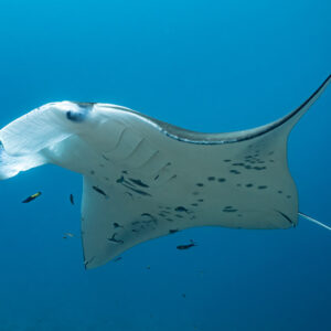 Manta ray banking close by, white belly with dark spots, Maldives