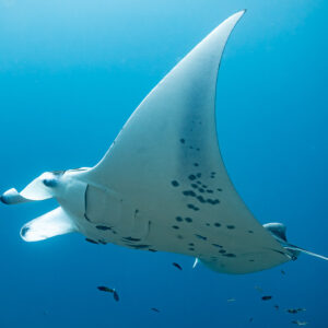 Close-up of a manta ray belly with wing raised high, Maldives