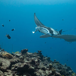 Manta ray in side view over the reef among small fish, Maldives