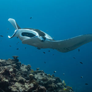 Manta ray gliding with open mouth past the reef edge, Maldives