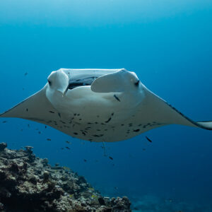 Manta ray head-on with symmetrical spread wings above coral, Maldives